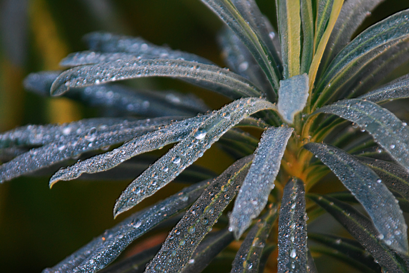 Rolling in the dew...