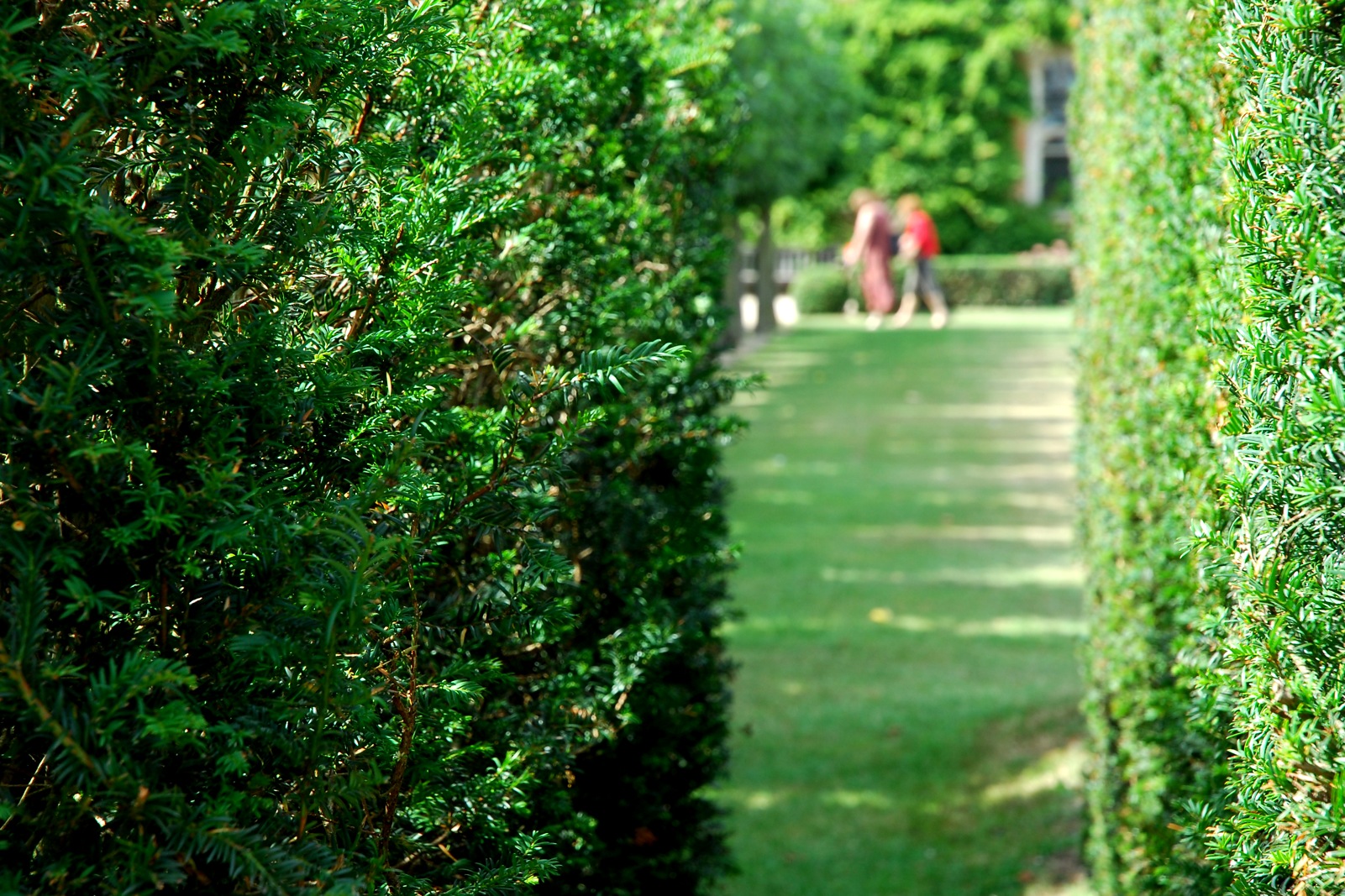 Through a hedge...
