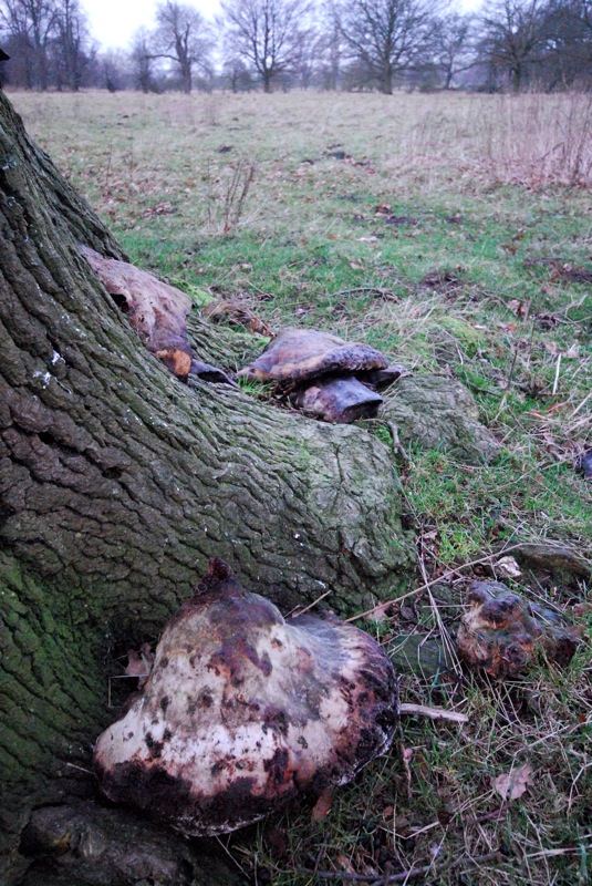 Not mushroom...