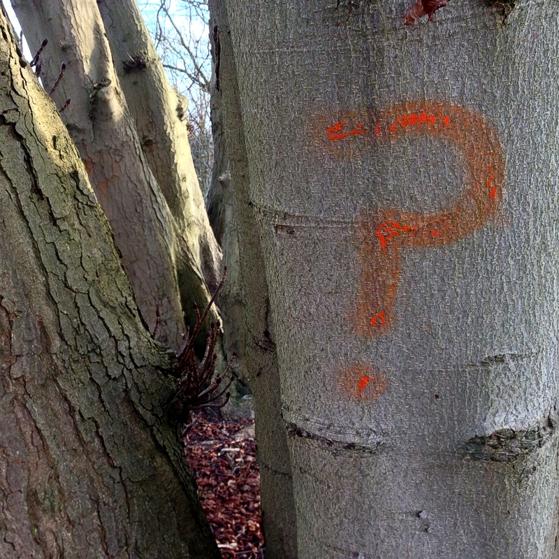 Uncertaintree
