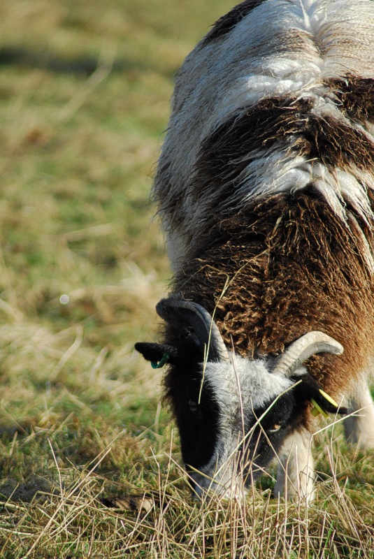 Can he see me behind this blade of grass...?