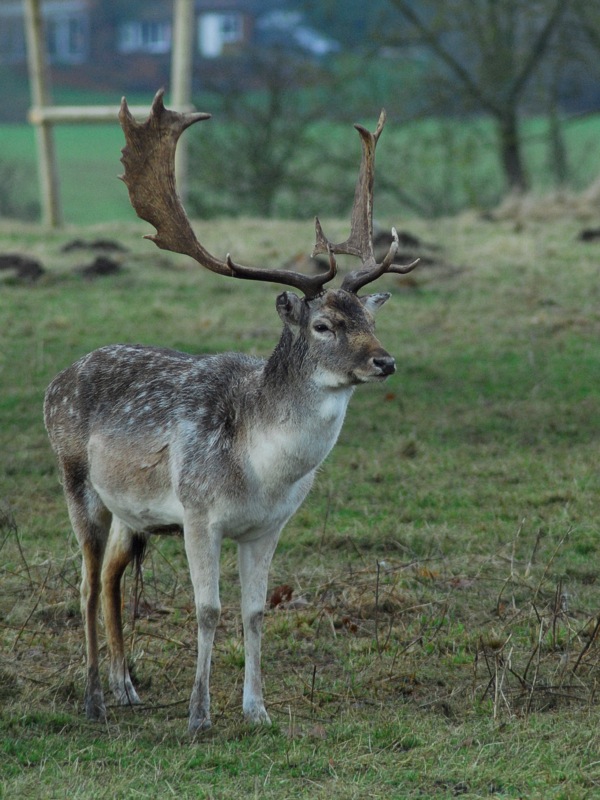 Do my antlers look big in this?