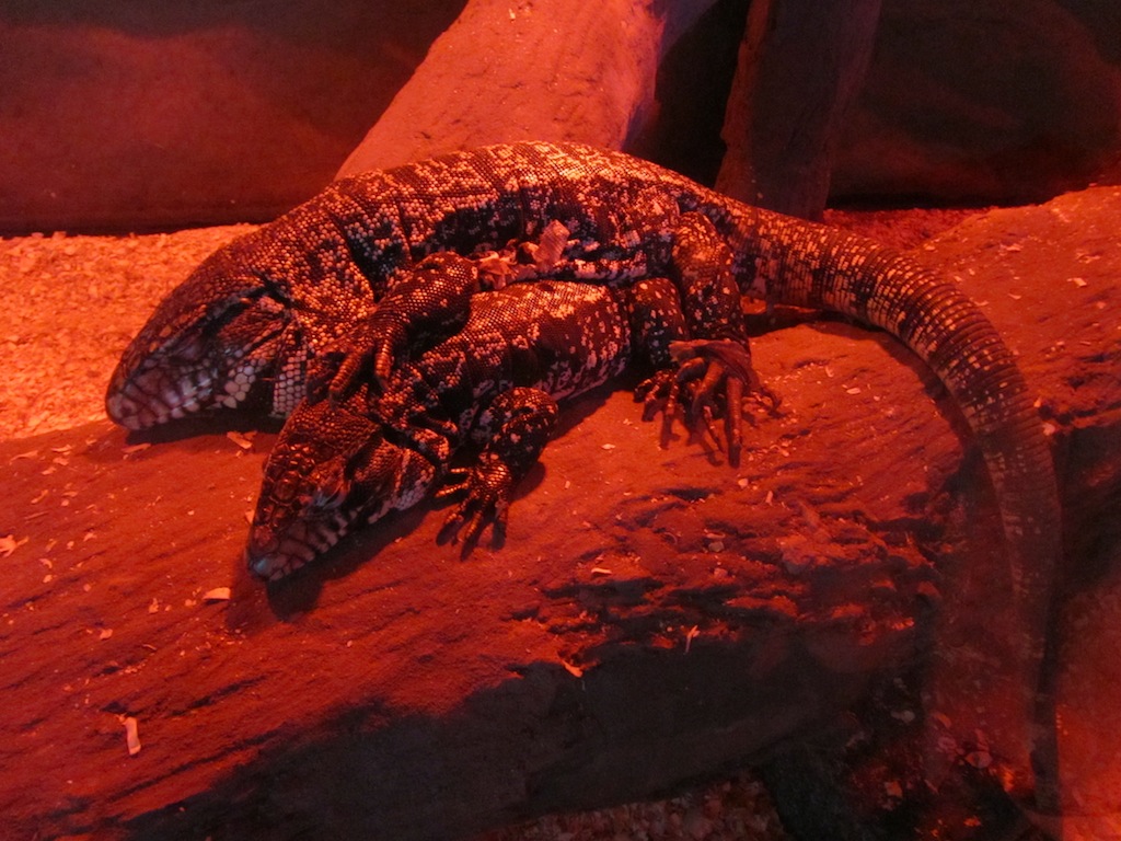 in the reptile house