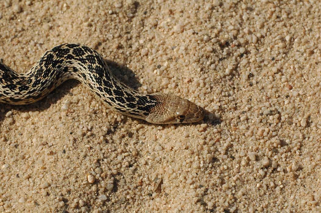 San Diego Gopher Snake