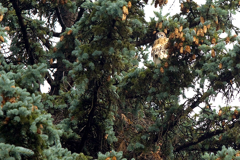 Out on a limb, studying Glen Road.   Day 41.