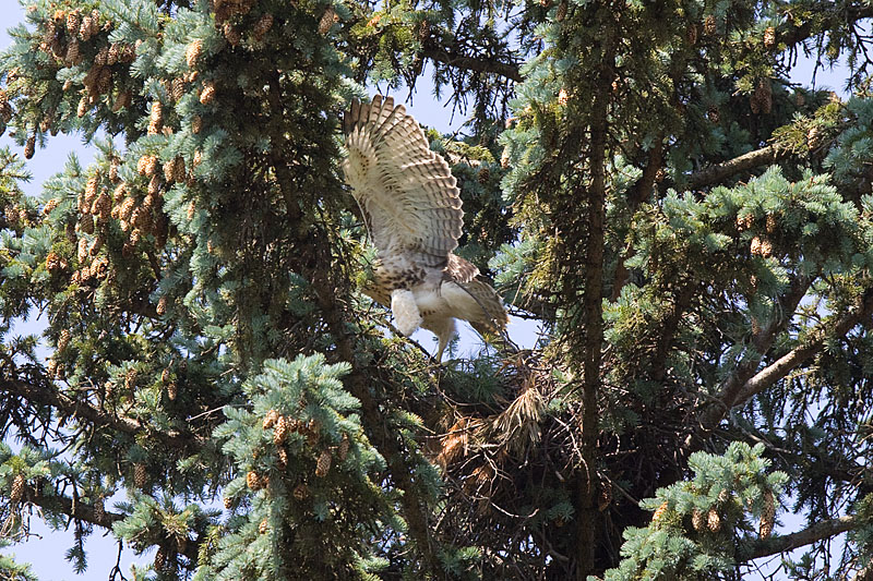 Hopping from one branch . . .   (Day 38)