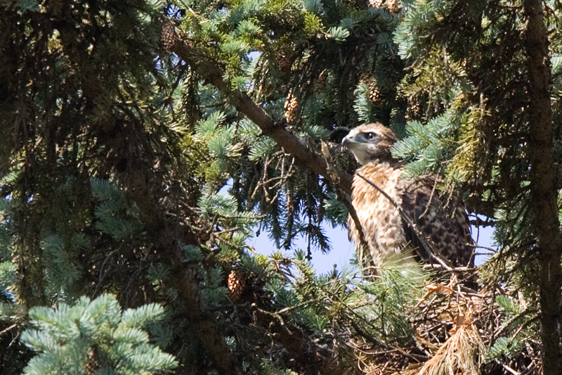 Hatchling at day 38.