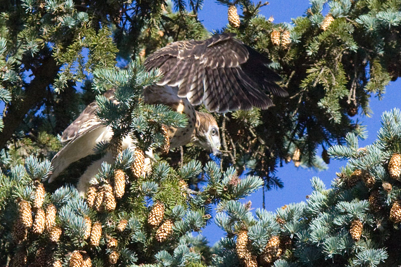 tree moving 5