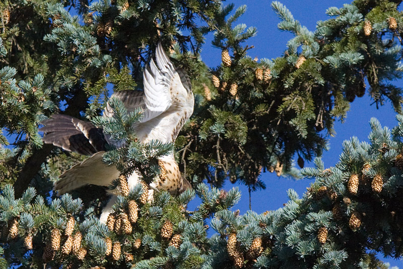 tree moving 6