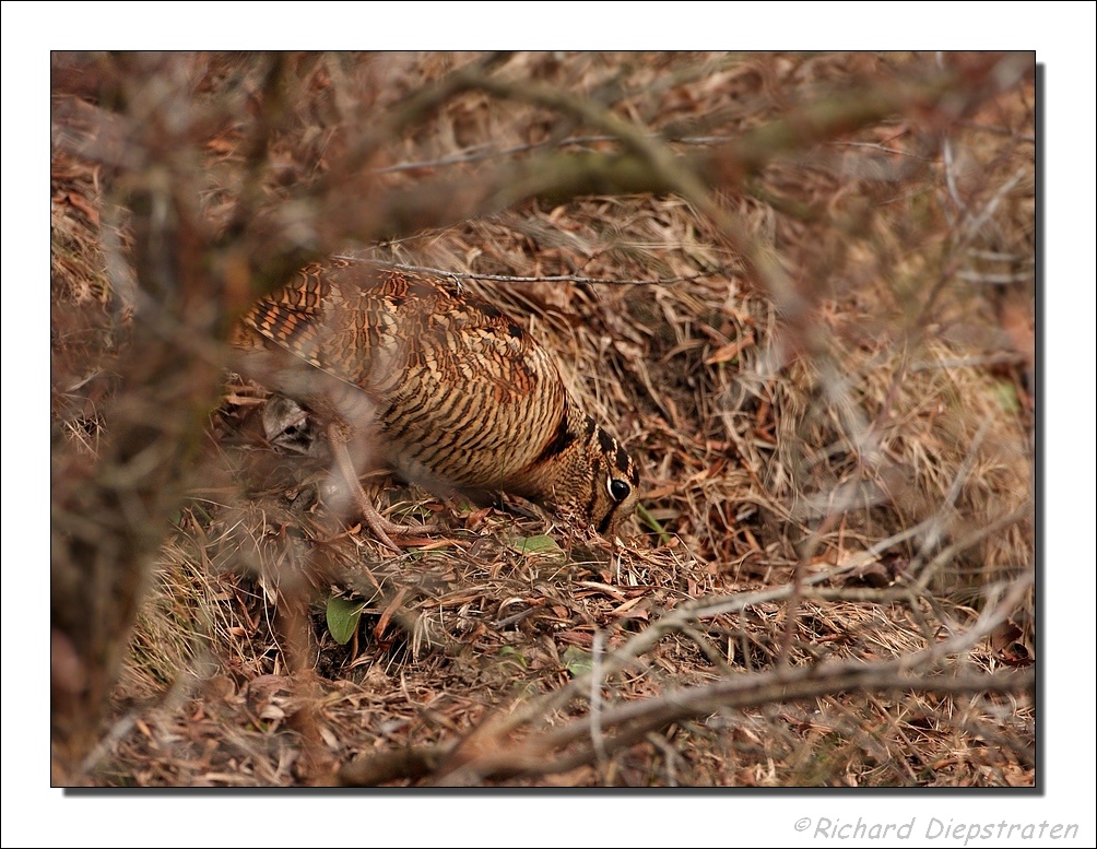 Houtsnip - Scolopax rusticola - Woodcock