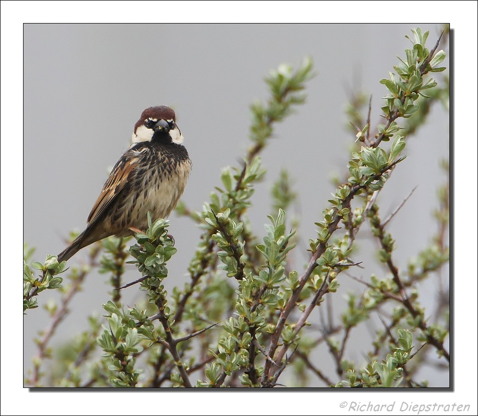 Spaanse Mus - Passer hispaniolensis - Spanish Sparrow