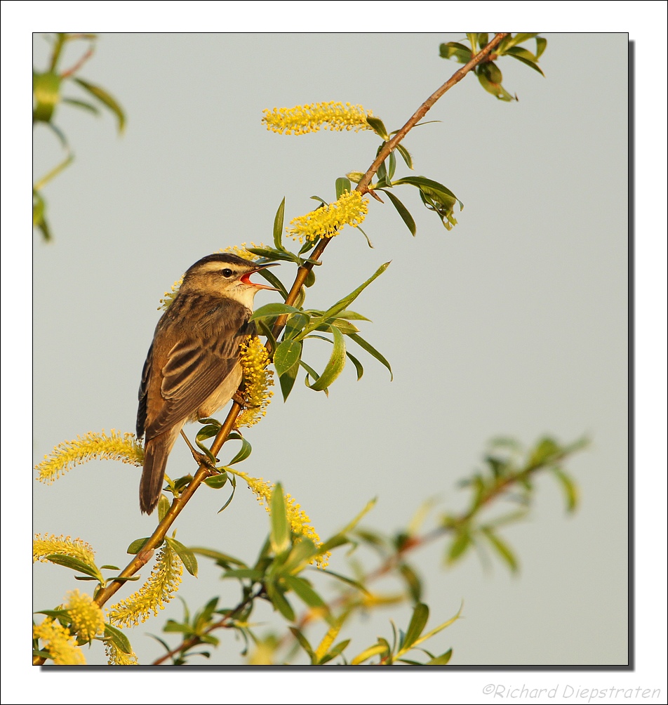 Rietzanger - Acrocephalus palustris - Marsh Warbler