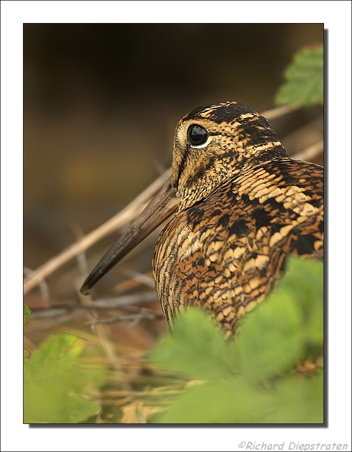 Houtsnip - Scolopax rusticola - Woodcock