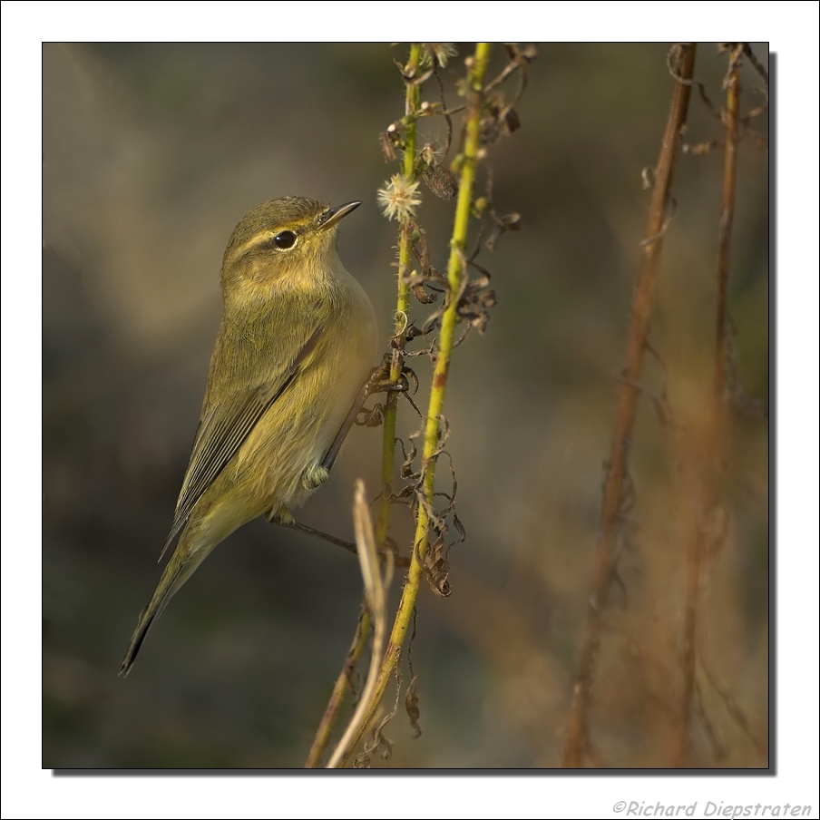 Tjiftjaf - Phylloscopus collybita - Chiffchaff