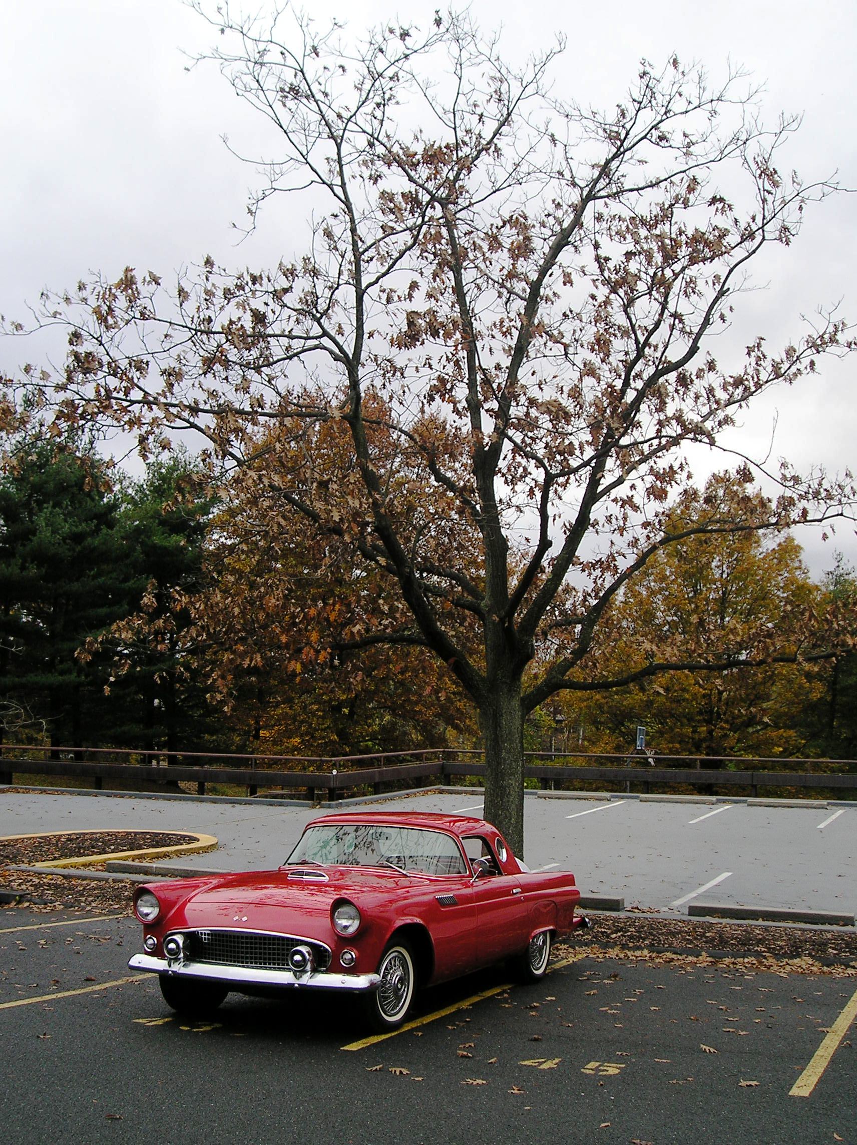 55 T-Bird 2.JPG
