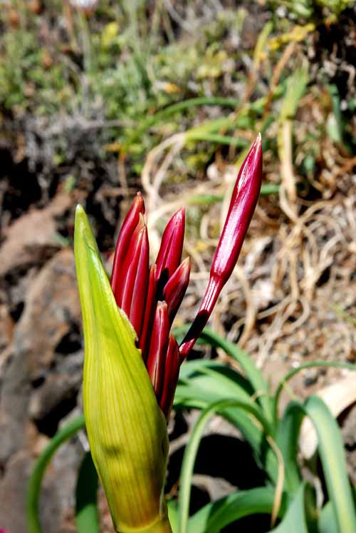 UC Botanical Gardens