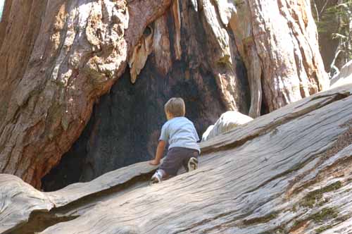 General Grant Grove  02