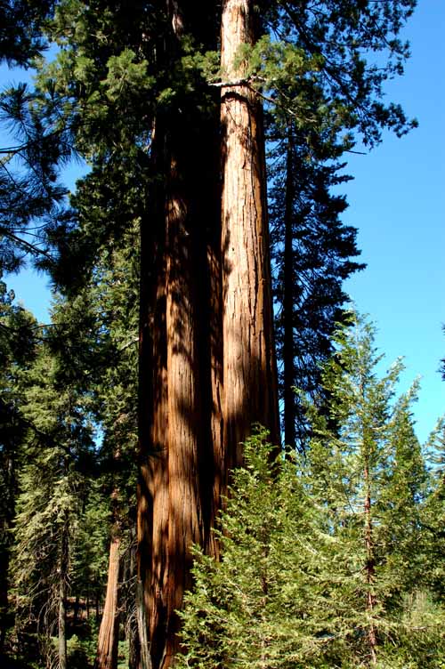 Sequoia Gigantea:  The General Grant Grove