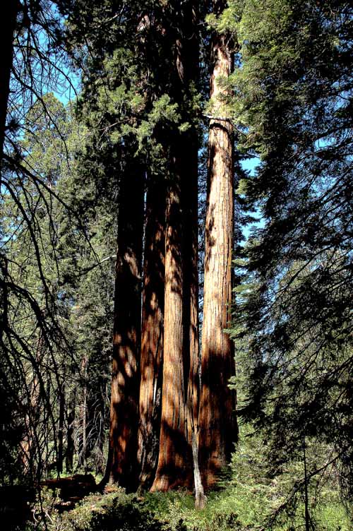 General Grant Grove  04