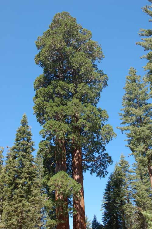 General Grant Grove  05