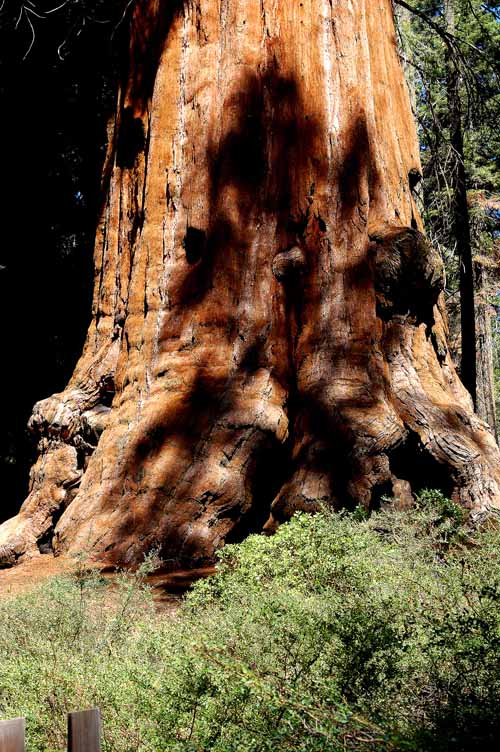 General Grant Grove  07