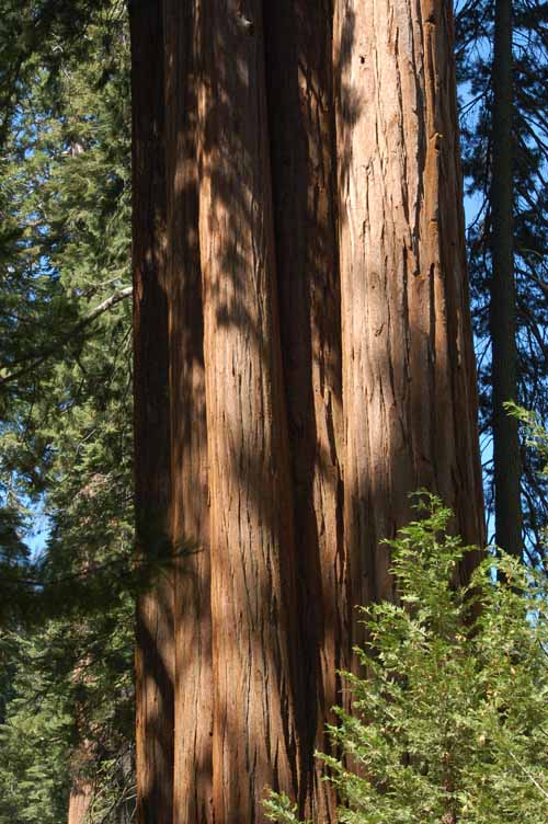 General Grant Grove  08