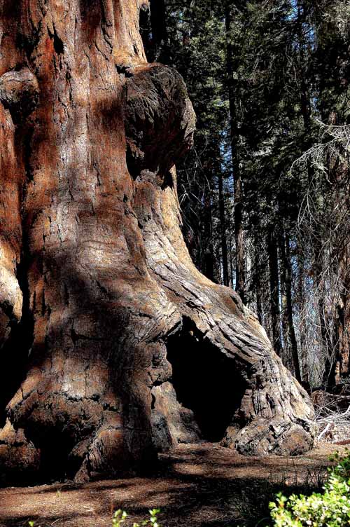 General Grant Grove  09