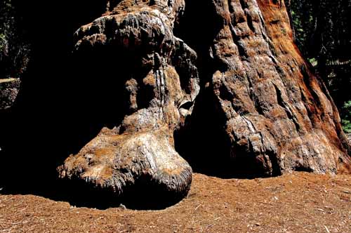 General Grant Grove  11