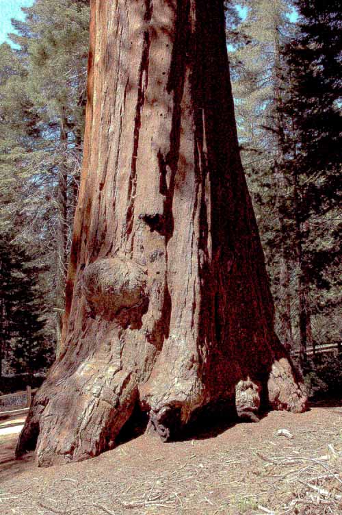 General Grant Grove  12