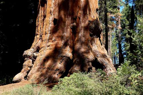 General Grant Grove 13