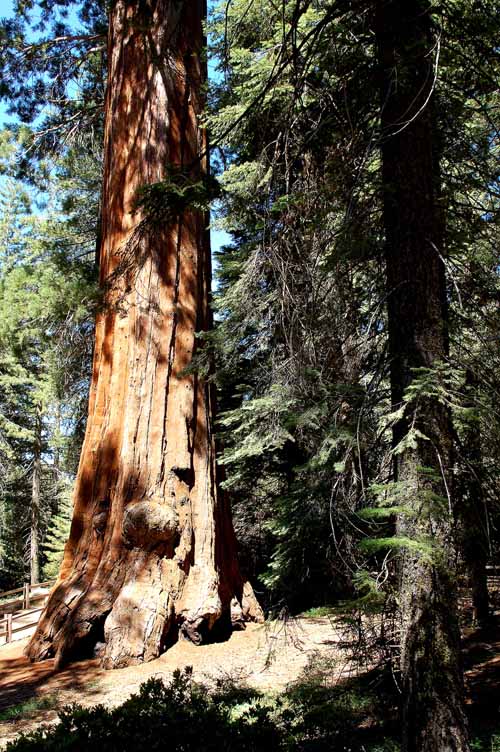 General Grant Grove 14
