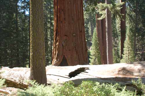 General Grant Grove 16