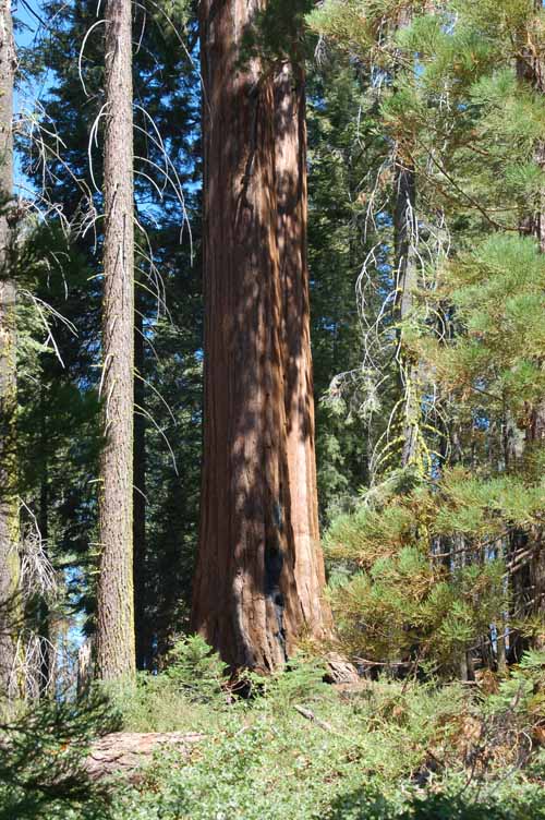 General Grant Grove  18