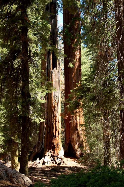General Grant Grove  19