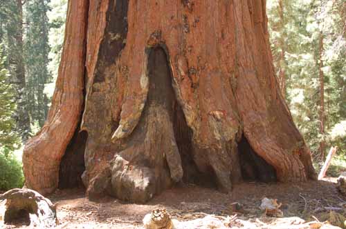 General Grant Grove  20