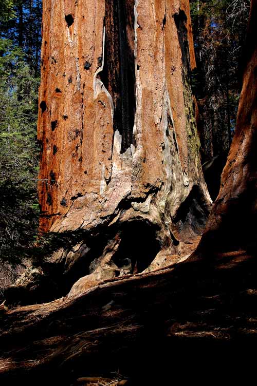 General Grant Grove  21
