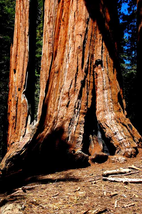 General Grant Grove 22