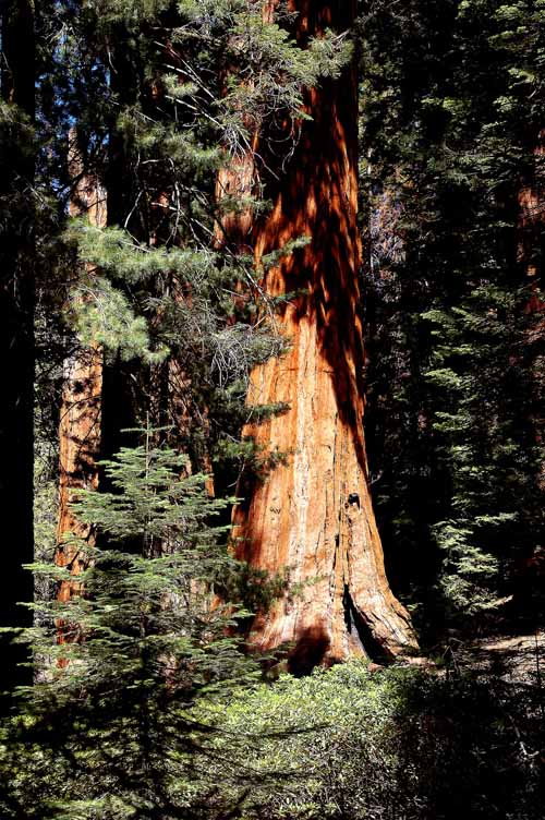 General Grant Grove 23