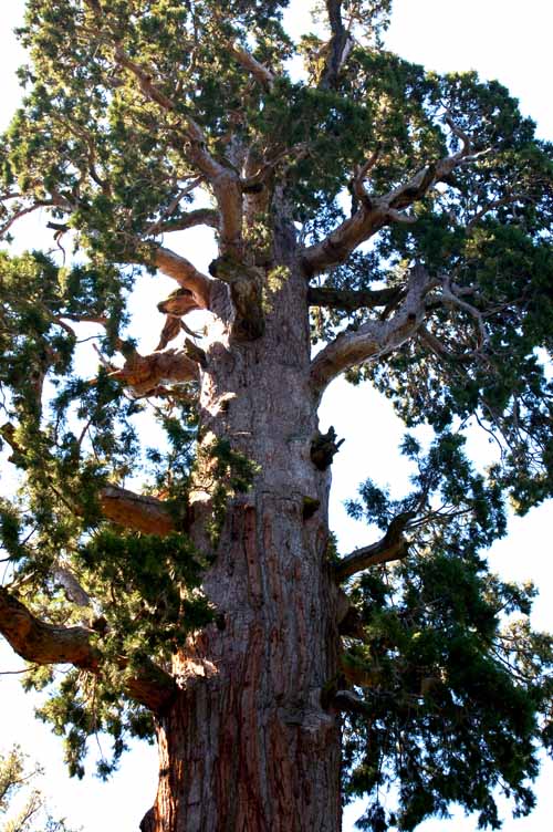 General Grant Grove  24