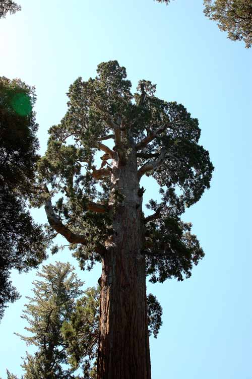 General Grant Grove  25