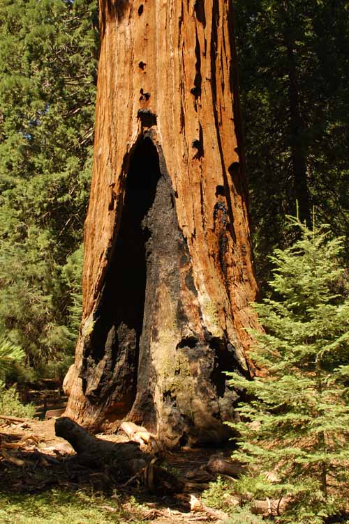 General Grant Grove  26