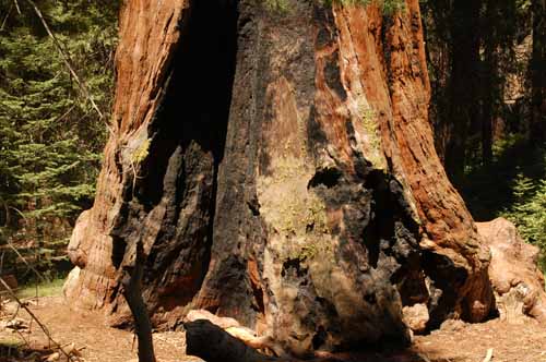 General Grant Grove  27