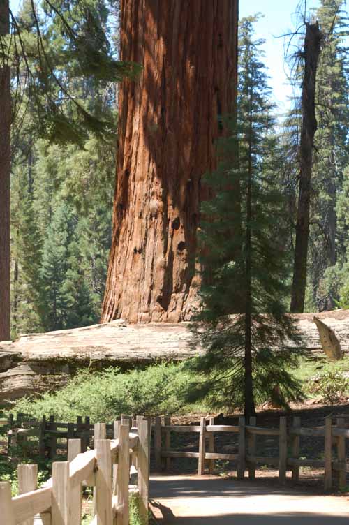 General Grant Grove  32