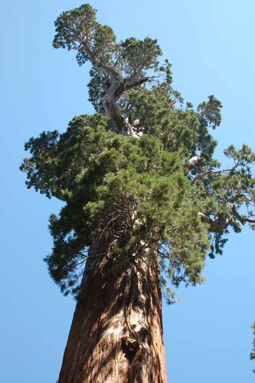 General Grant Grove  29.
