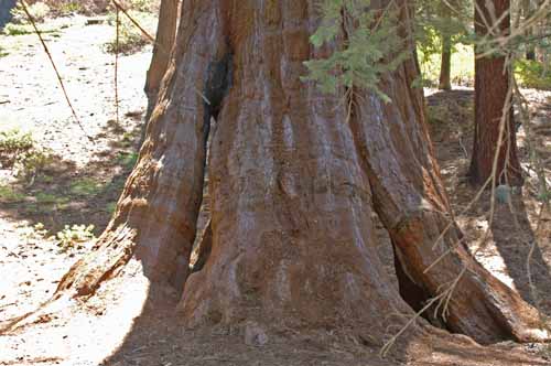 General Grant Grove  30