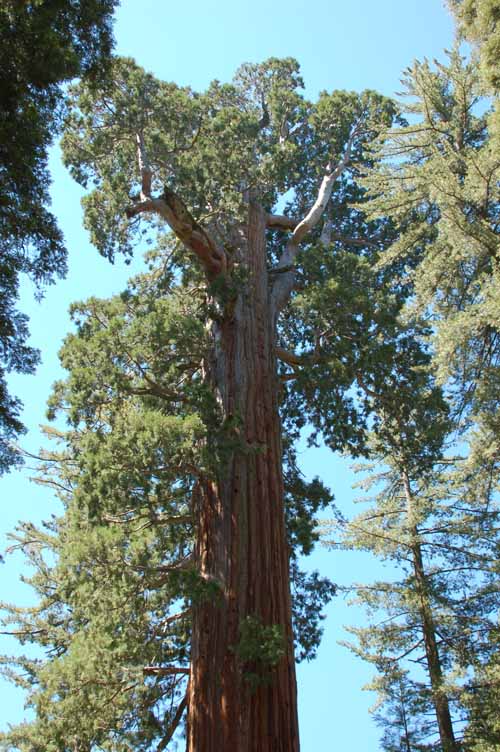 General Grant Grove  33