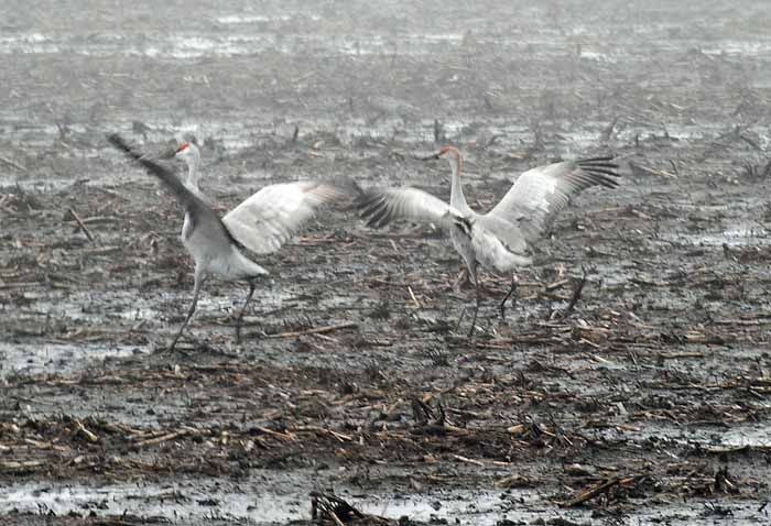 Foggy Delta Dancers