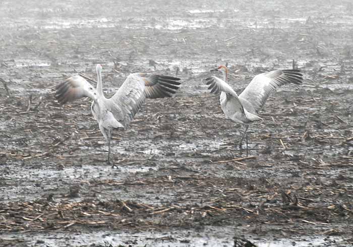 Foggy Delta Dancers