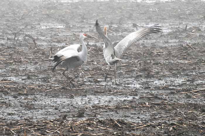 Foggy Delta Dancers