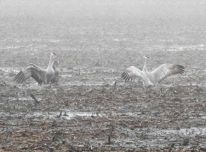 Foggy Delta Dancers